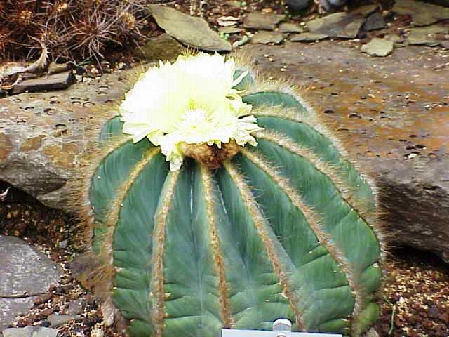 Parodia_magnifica